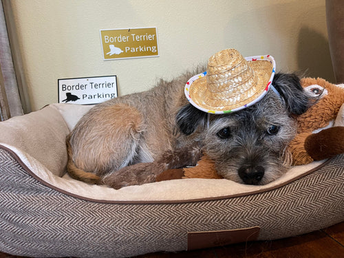 Border Terrier Parking Sign, 3D Printed Dog Lover Gift